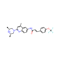 Cc1cc(N2C[C@H](C)N[C@H](C)C2)nc2ccc(NC(=O)/C=C/c3ccc(OC(F)(F)F)cc3)cc12 ZINC000013671963