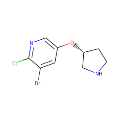 Clc1ncc(O[C@@H]2CCNC2)cc1Br ZINC000026010393